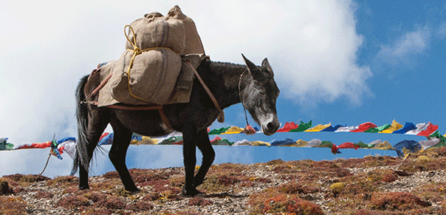 bhutan9 bhutan9